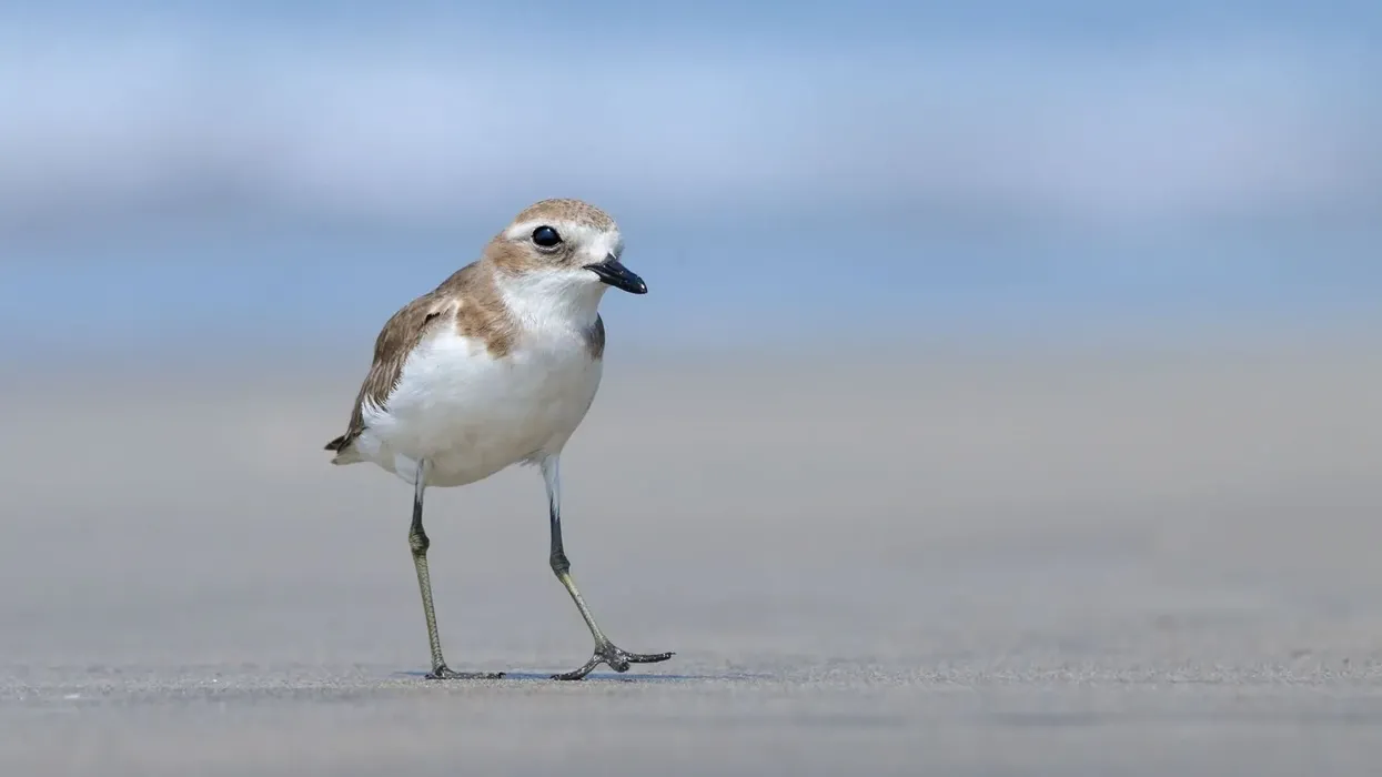 Greater sand plover facts are interesting to read.