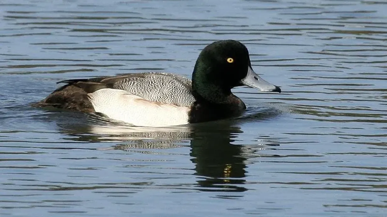 Greater scaup facts about the North American diving ducks