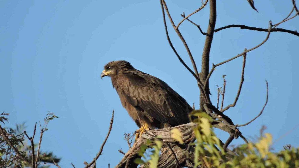 Greater spotted eagle facts tell us about their wintering grounds.