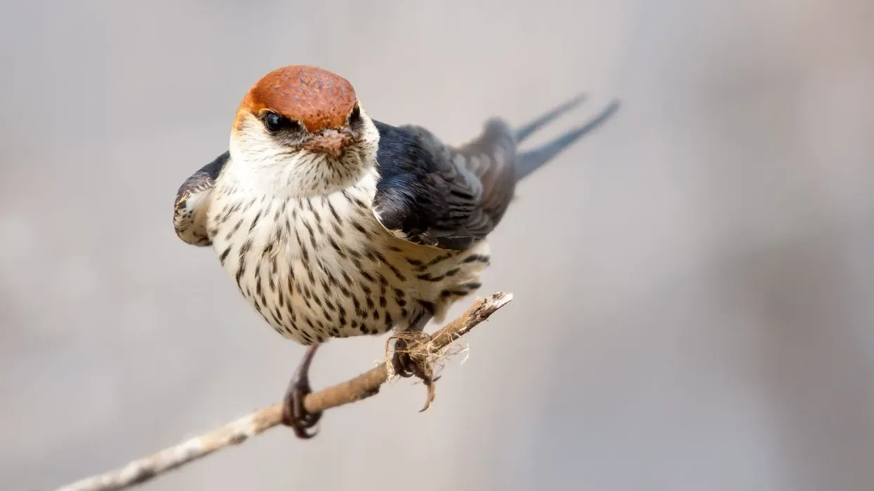 Greater striped swallow facts include that these birds have a very distinguished cinnamon crown.