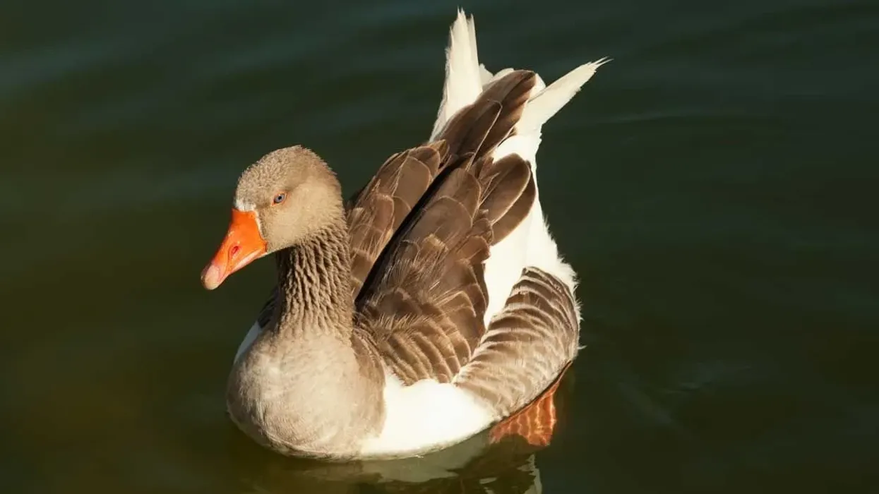 Greater white-fronted goose facts like they can be territorial are interesting
