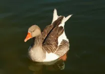 Greater white-fronted goose facts like they can be territorial are interesting