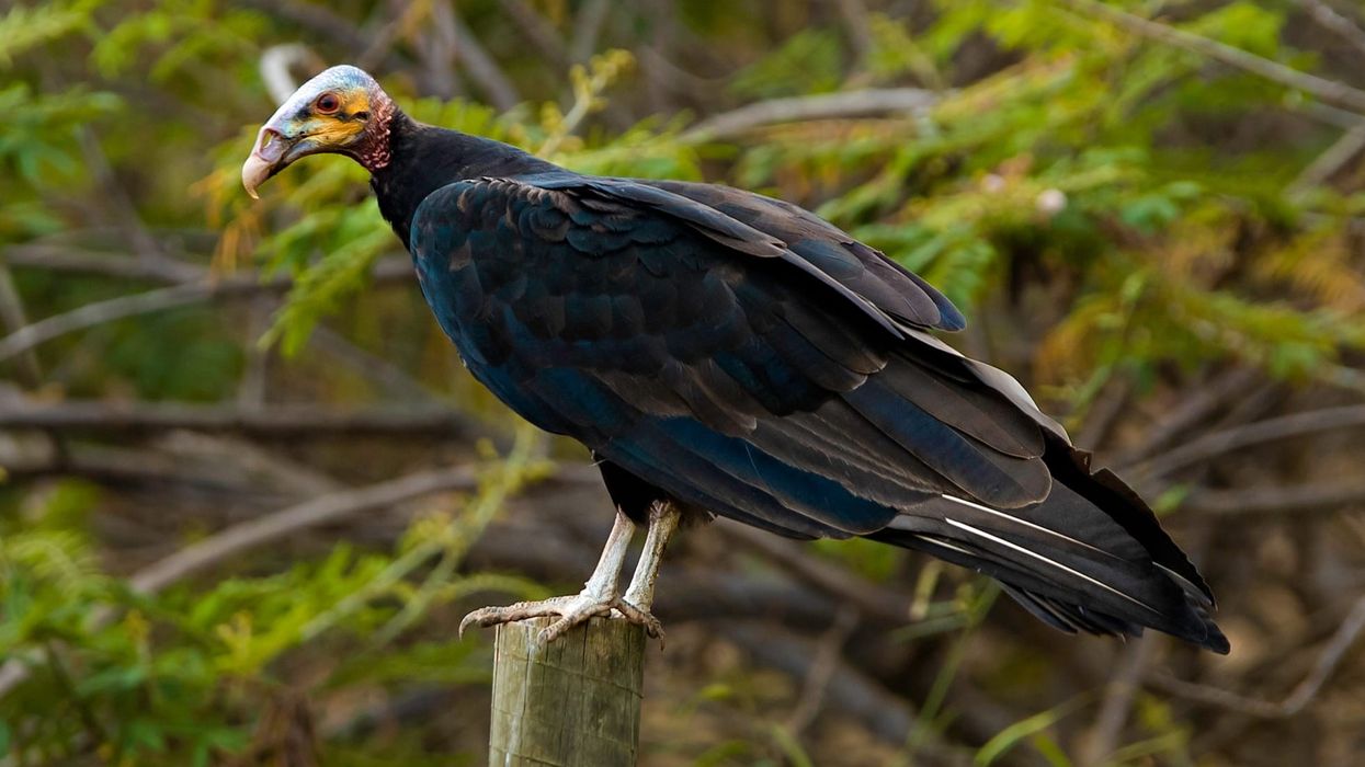 Greater Yellow-Headed Vulture Fact File