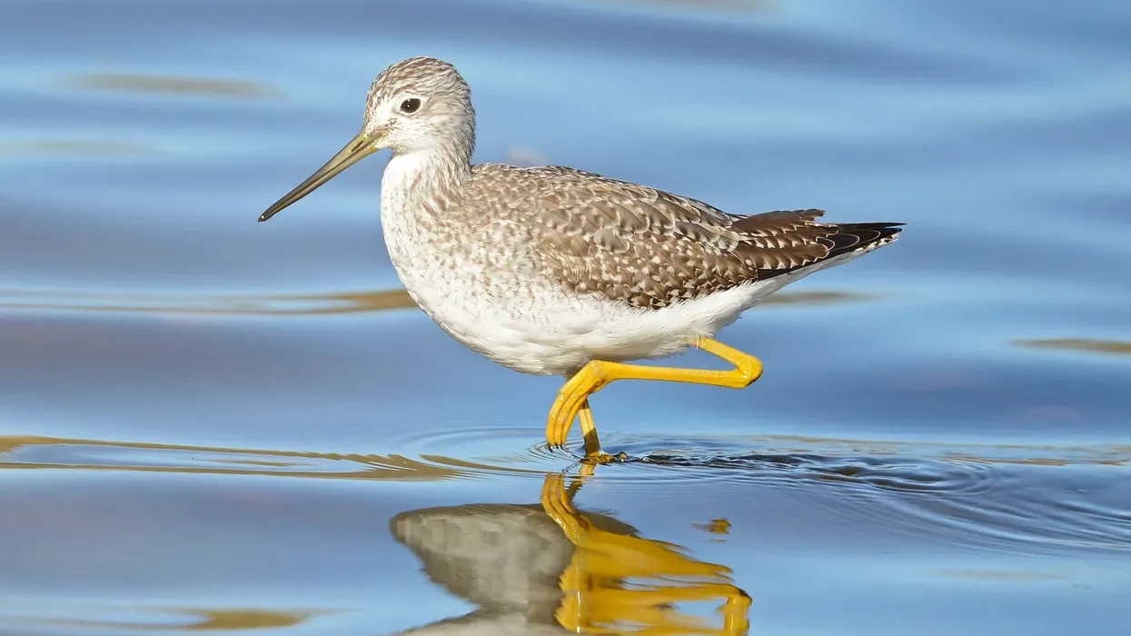 Greater yellowlegs facts are enjoyed by kids.