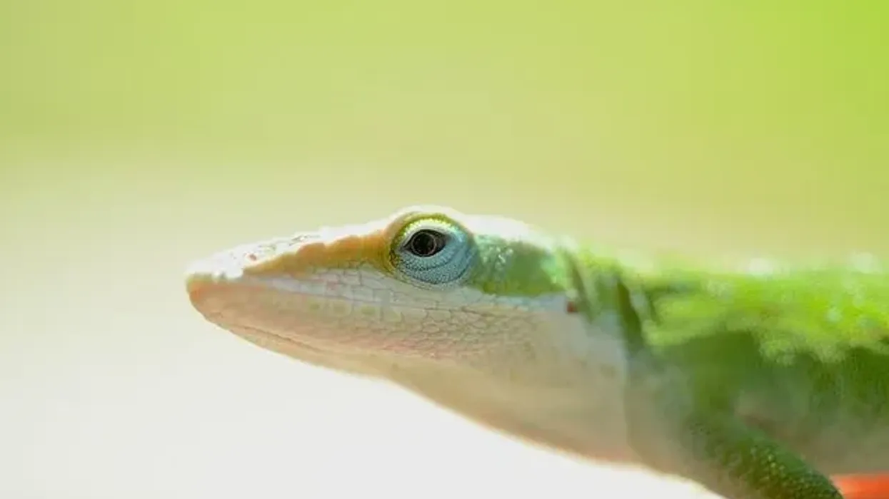 Green anole facts are fascinating to read.