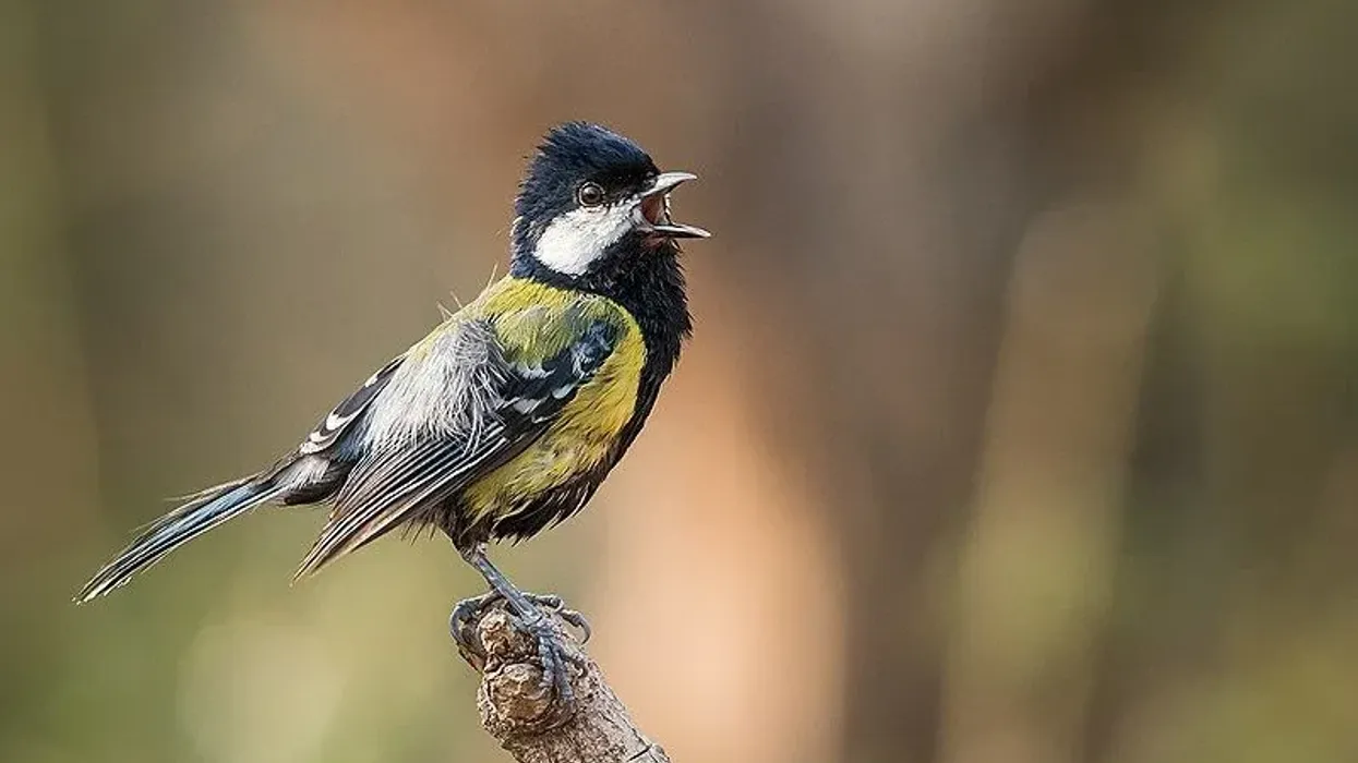 Green-backed tit facts such as they are found in few Asian countries which include India, China, and Bangladesh
