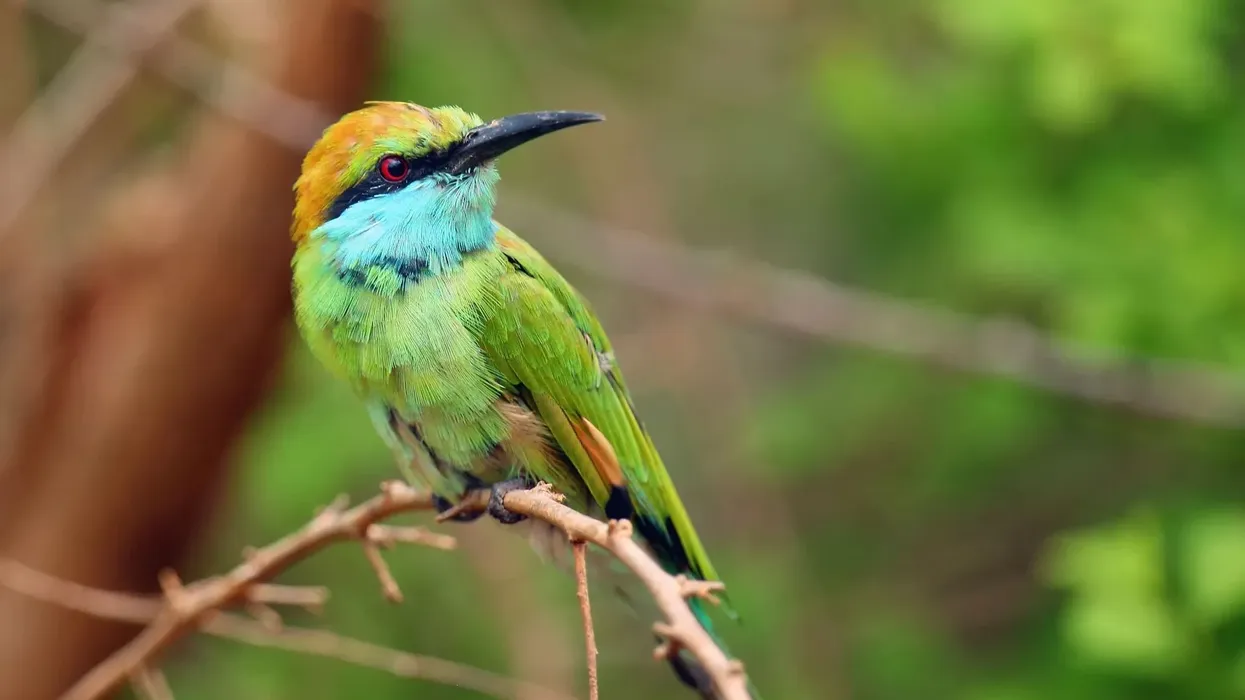 Green bee-eater facts are about this dainty little Asian bird.