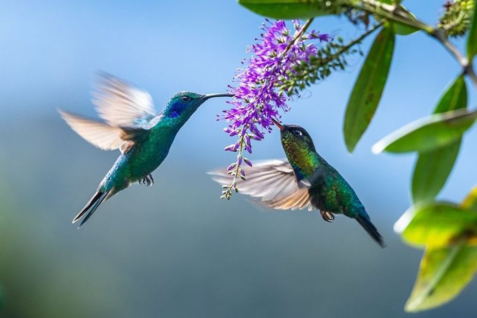 Green bird flying next to beautiful  flower.