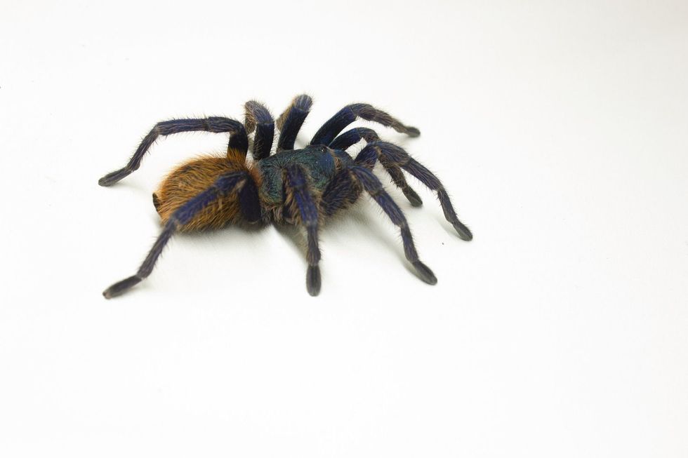 Green bottle blue tarantula spider