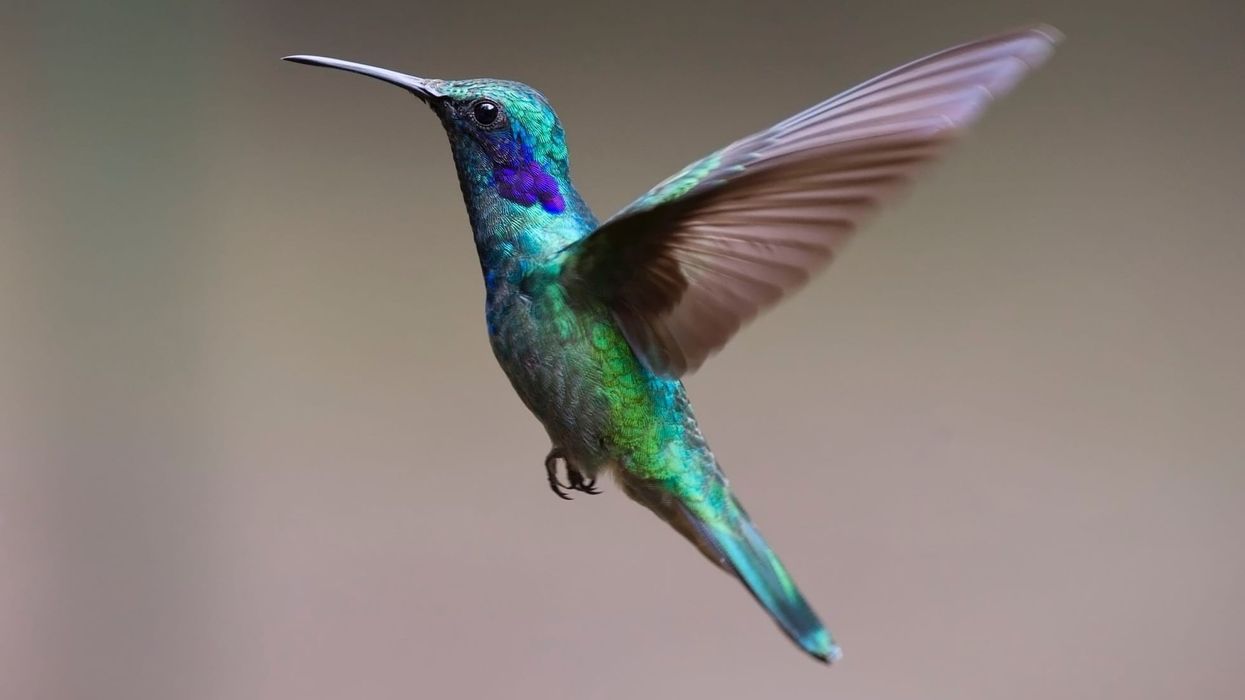 Green-breasted mango hummingbird facts.