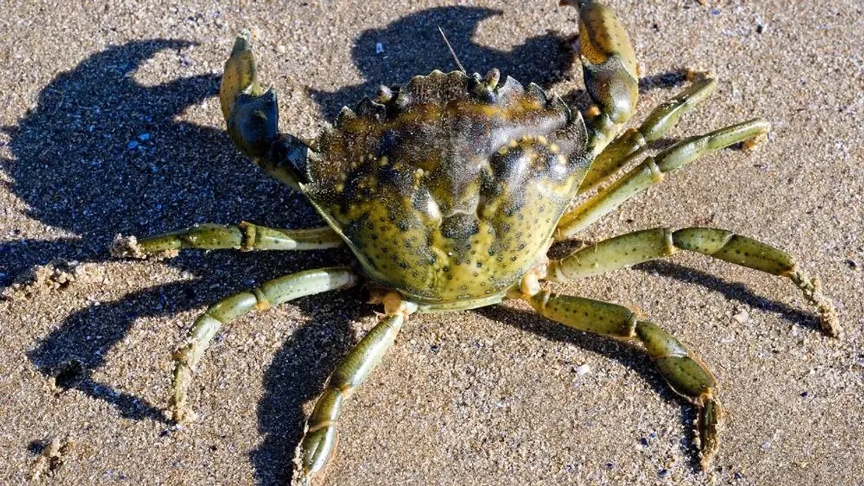 Green crab facts like their population has been increasing at an alarming rate are interesting.