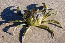 Green crab facts like their population has been increasing at an alarming rate are interesting.