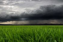 Green field and rain with overcast sky.
