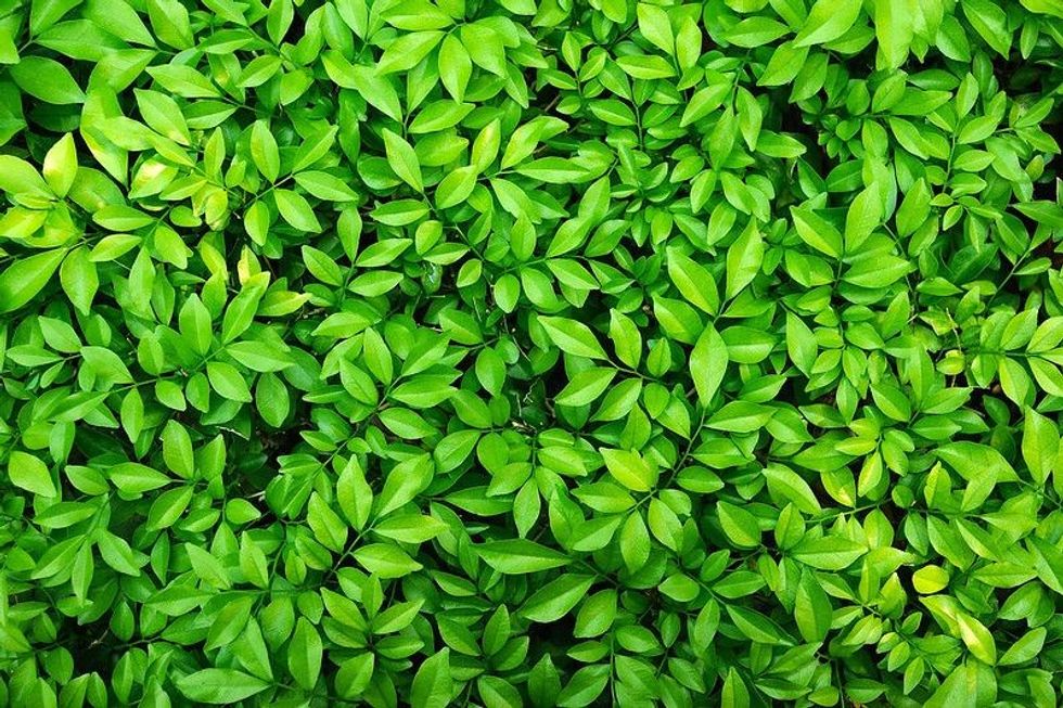 Green fresh leaf
