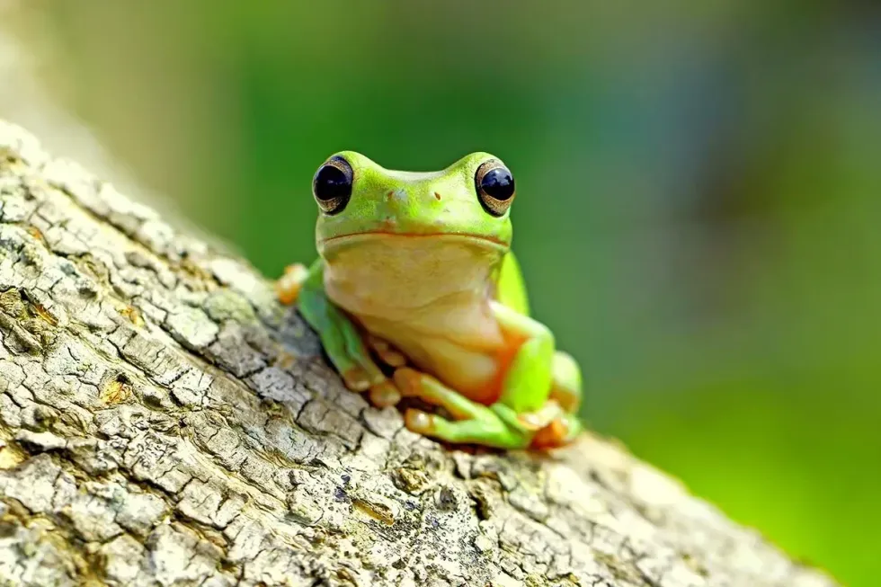 Green frog sat on a tree trunk.