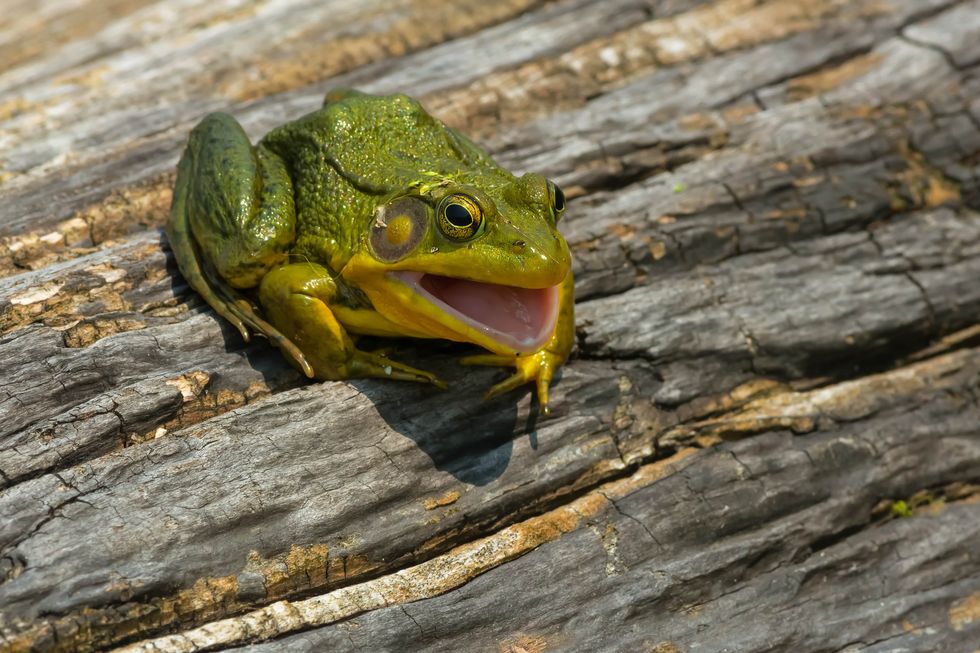 Florida Frogs Facts For Kids: A Closer Look At The Sunshine State ...