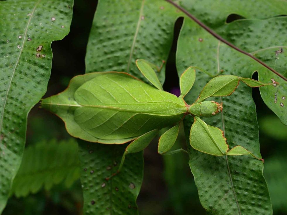 Green grasshopper camouflage with the leaves in the forest.