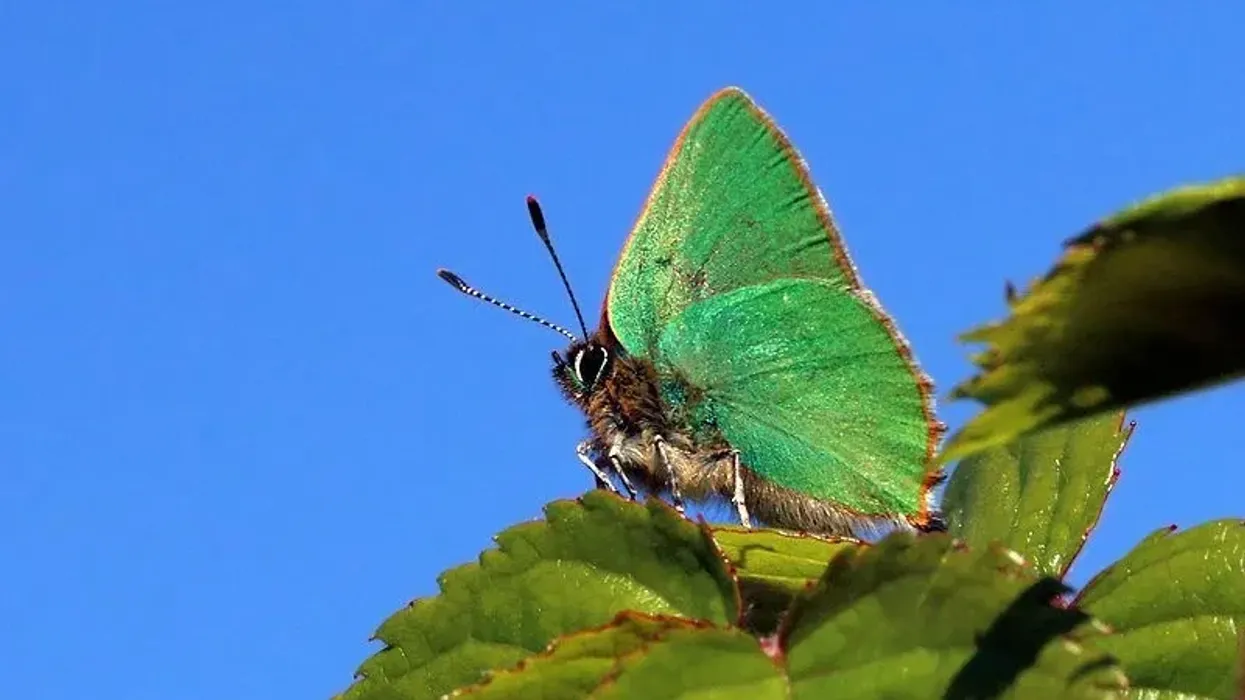 Green hairstreak facts on a small butterfly species.