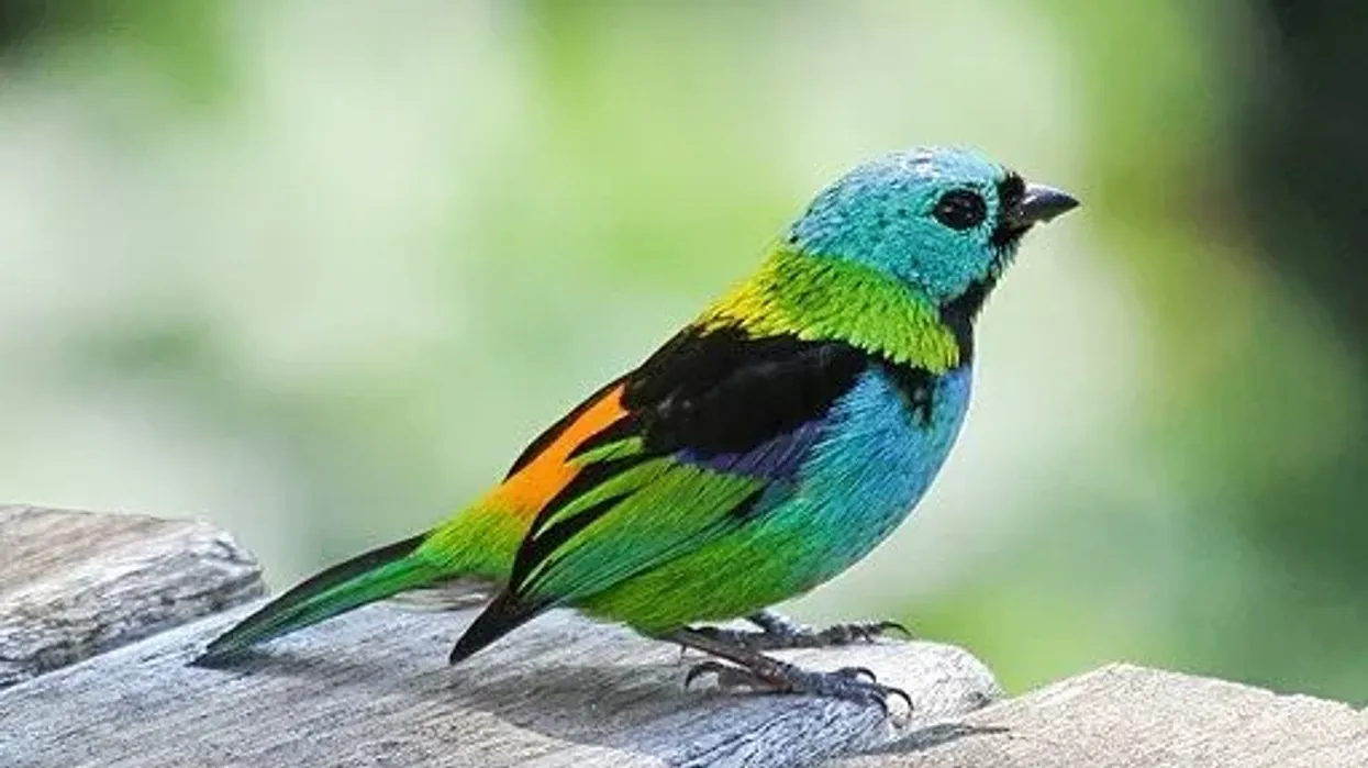 Green-Headed Tanager Fact File