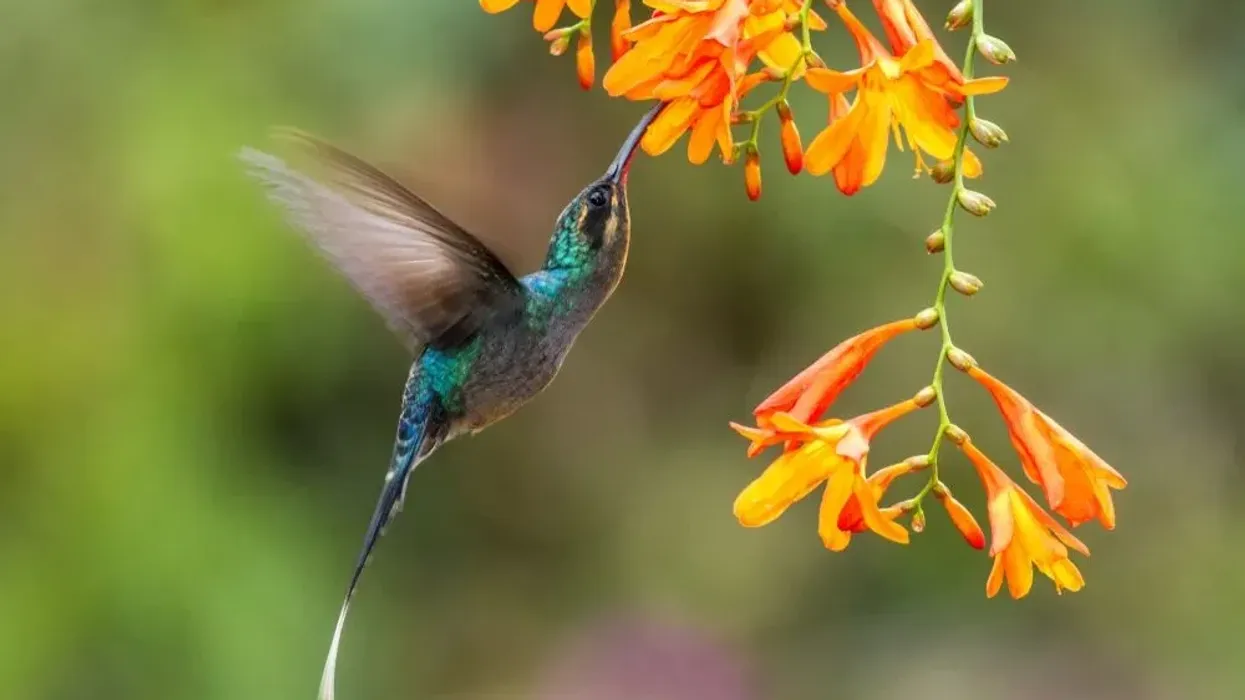 Green hermit facts on a large hummingbird species.