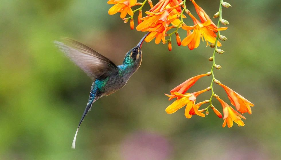 Green hermit hovering next to orange flower.