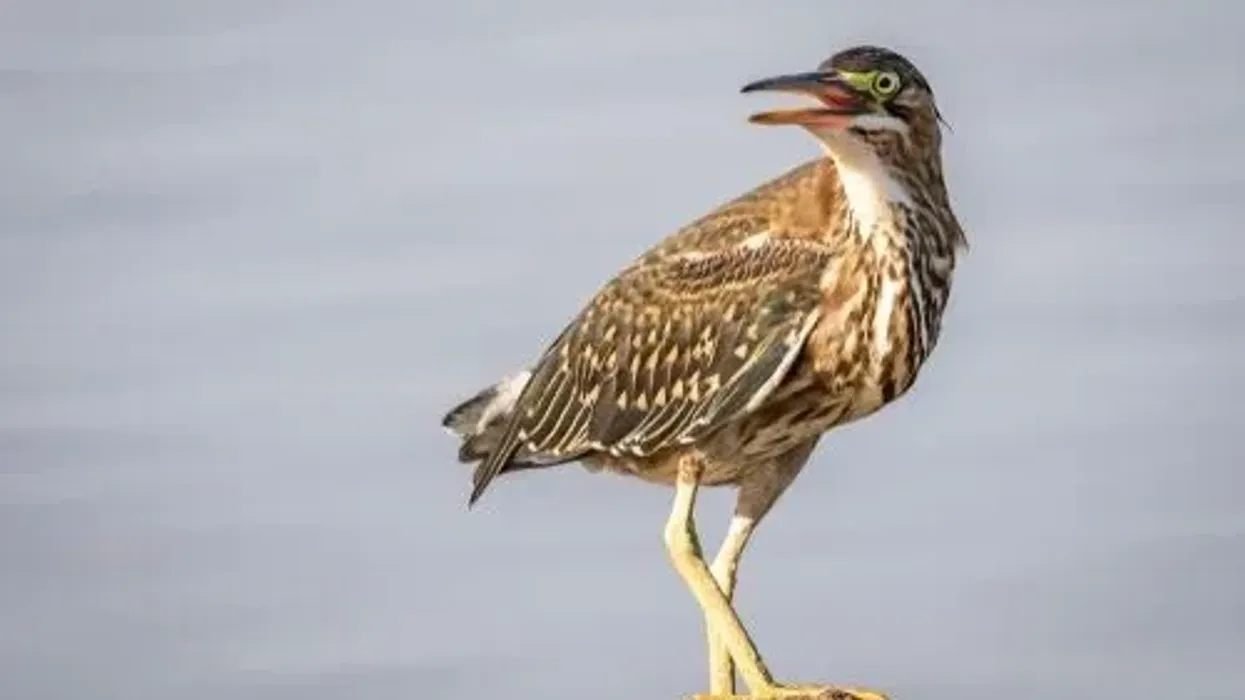 Green heron facts are very entertaining to kids.