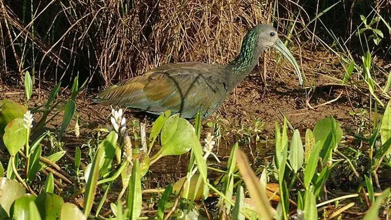 Green ibis facts tell us that these are birds also known as cayenne ibis birds.