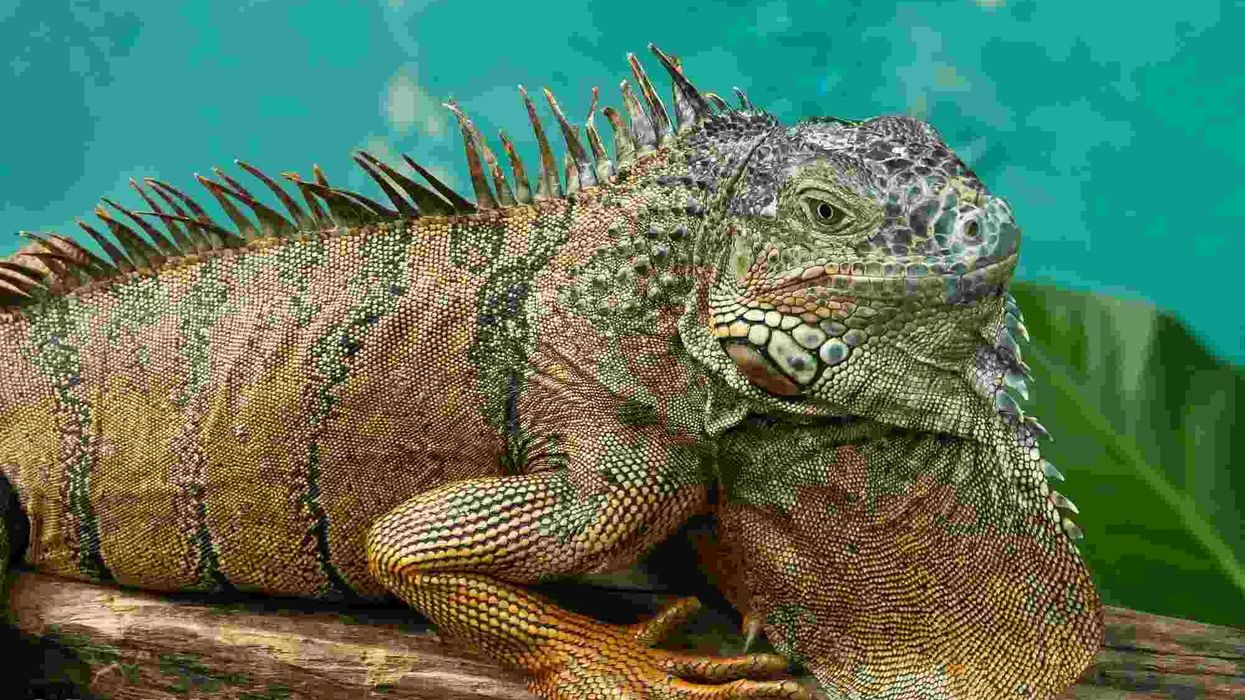 Green iguana facts for kids tell us about this popular lizard.