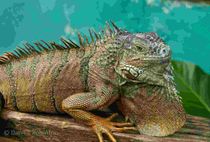 Fun Green Iguana Facts For Kids 