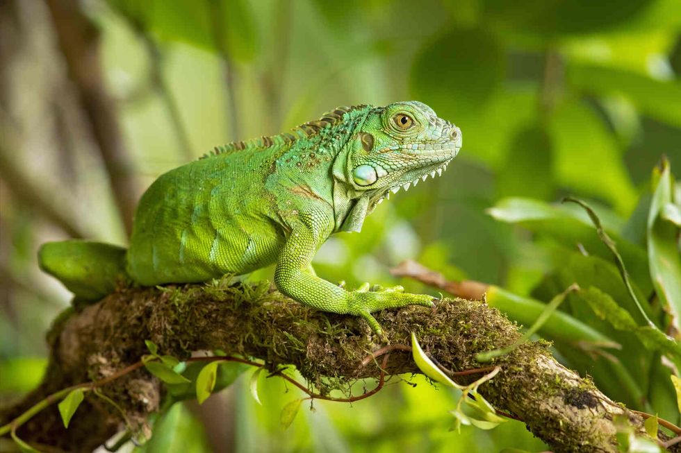 Green Iguana on a tree branch.