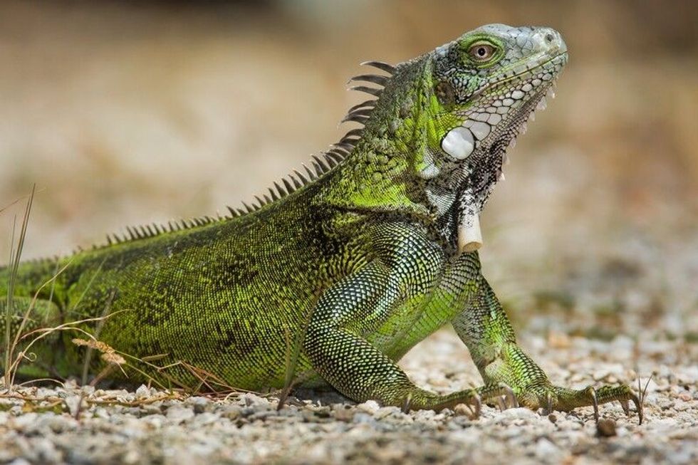 Femoral Pores: What are They? And How To Take Care Of Your Pet Iguanas ...