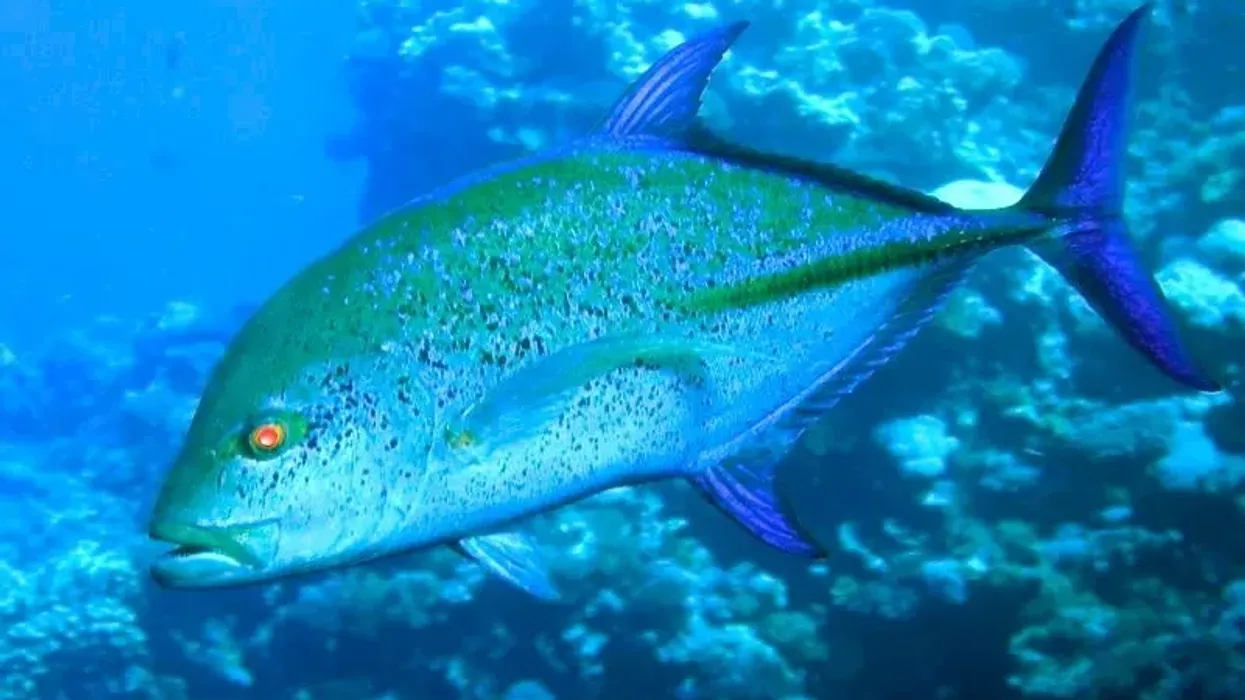 Green jack facts tell us about this fish which is also known as a horse jack.