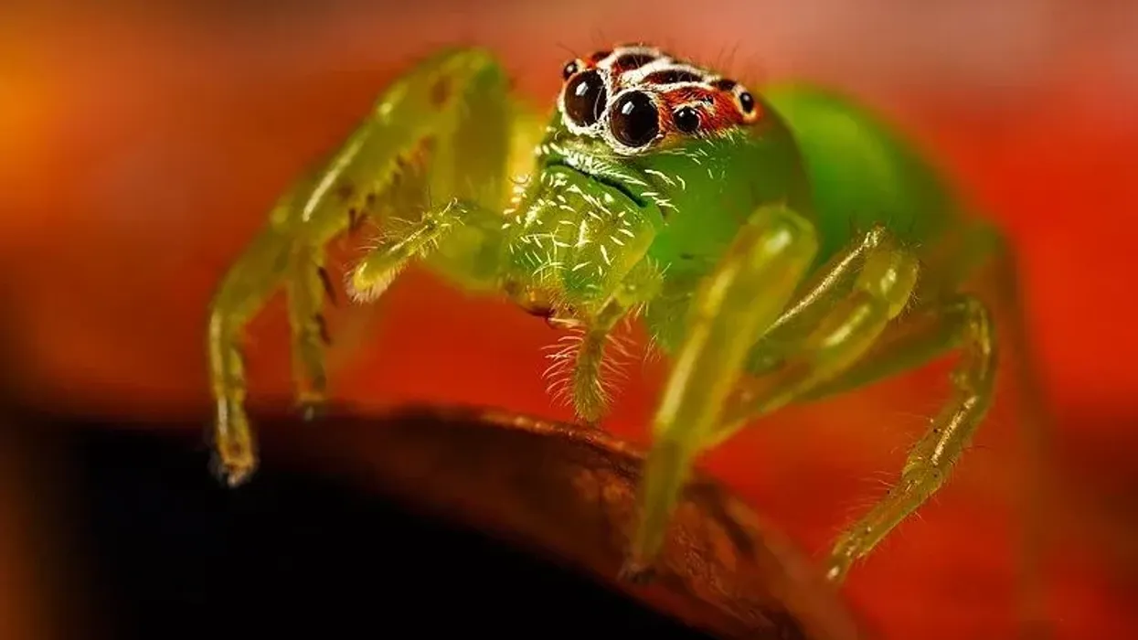 Green jumping spider facts tell us about this spider endemic to the United States.