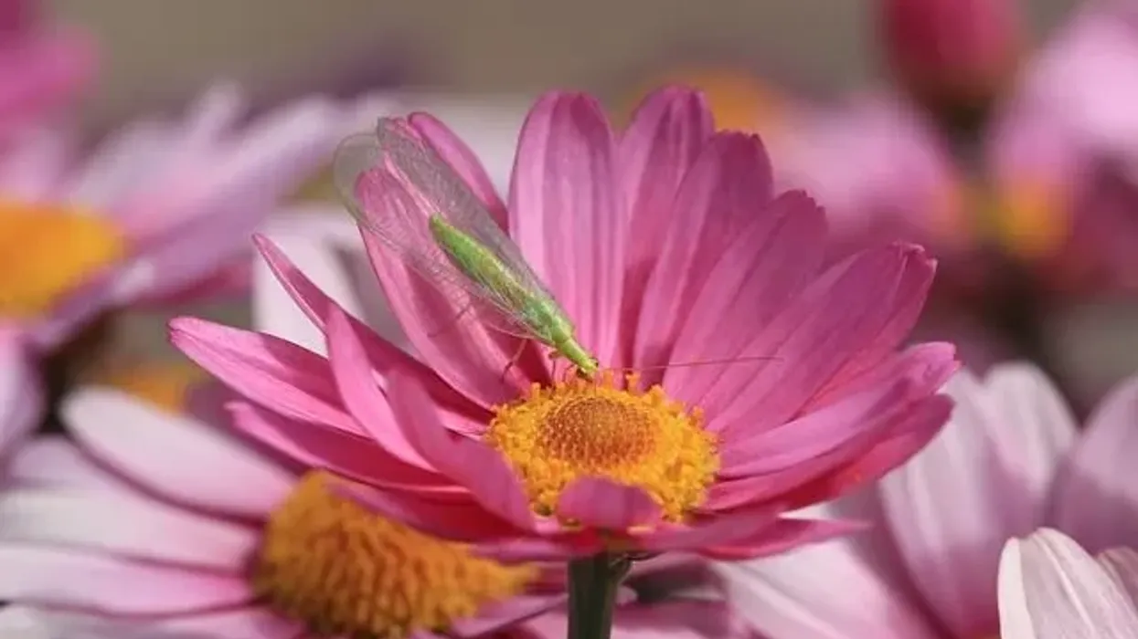 Green lacewing facts tell us about these interesting insects.