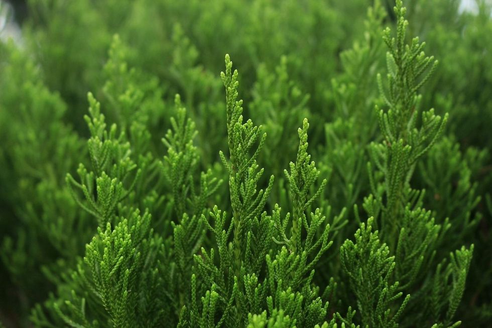 Green leaves of pine tree or cypress tree in the park