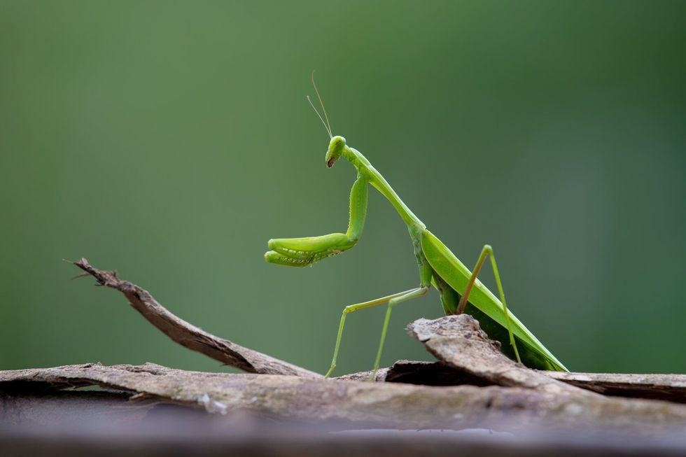 Green Mantis on the dry wood tree.