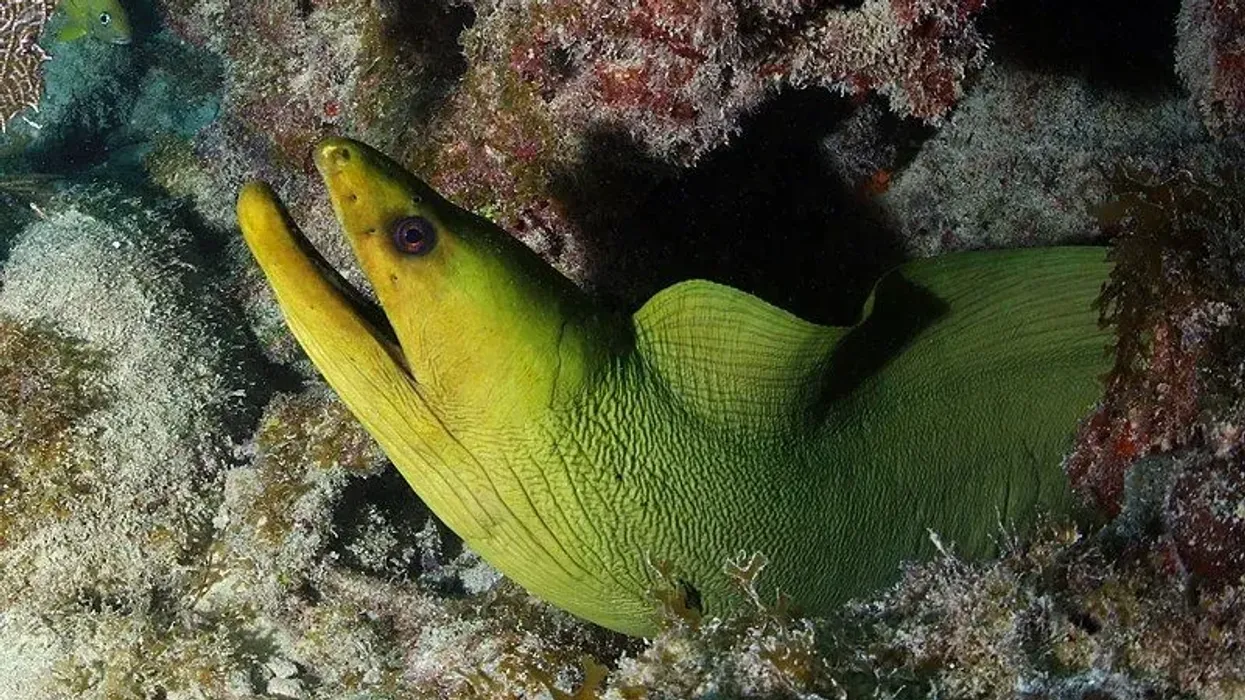 Green moray eel facts are quite interesting to read.