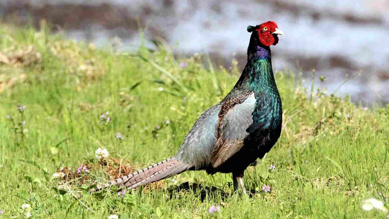 Green Pheasant facts about the national bird of Japan.