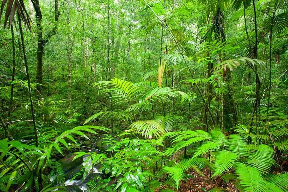 Green plants in dense forest.