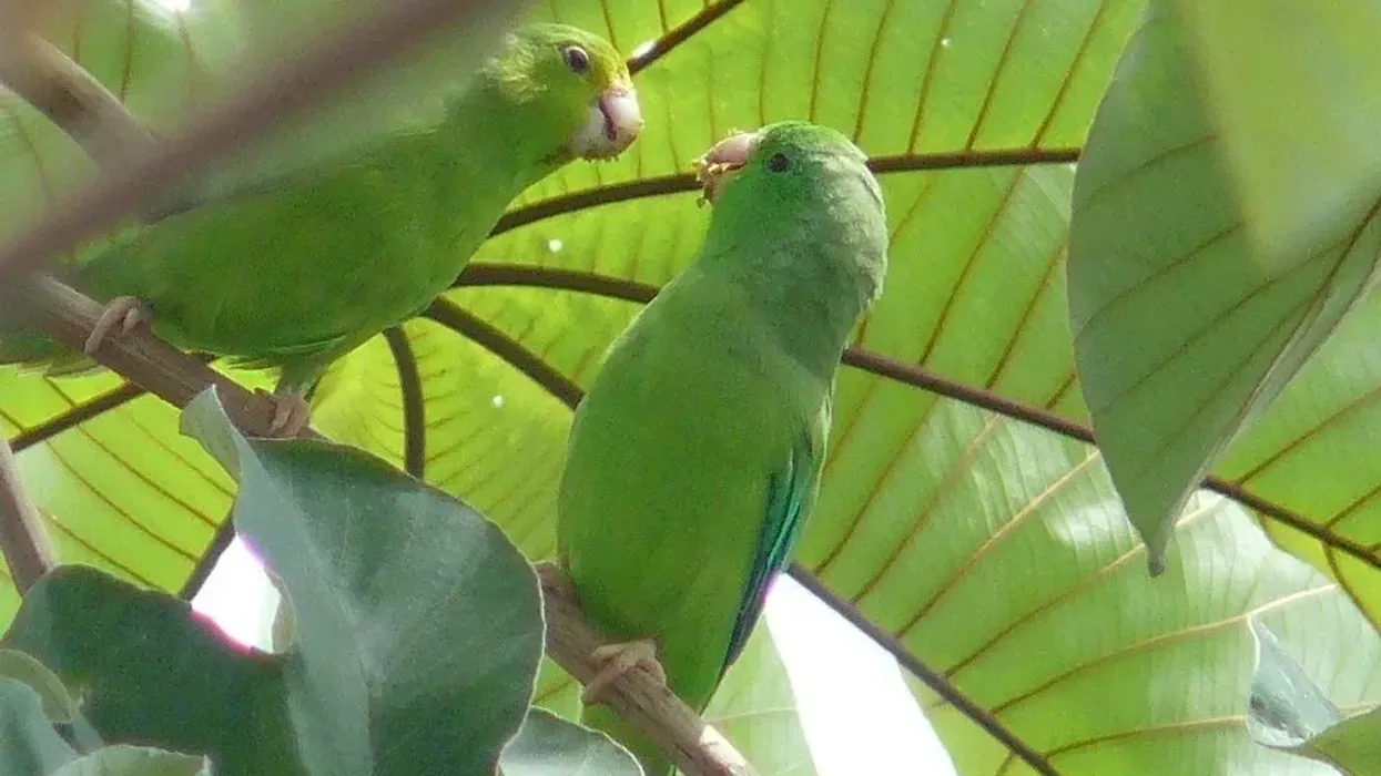 Green-rumped parrotlet facts are interesting.