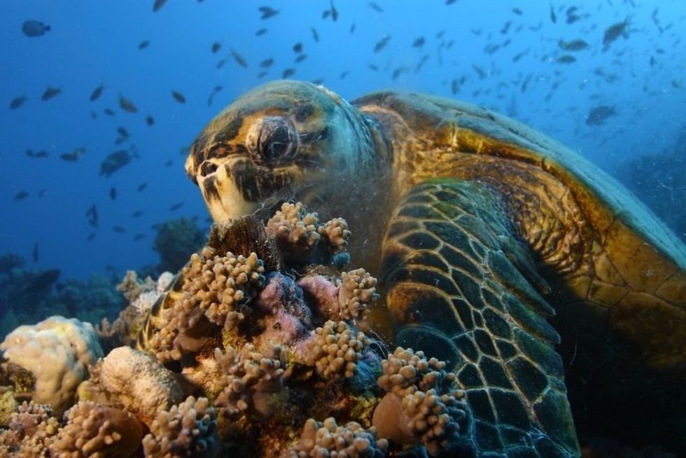 What Do Sea Turtles Eat? What Classifies As A Shell-thy Seafood Diet 