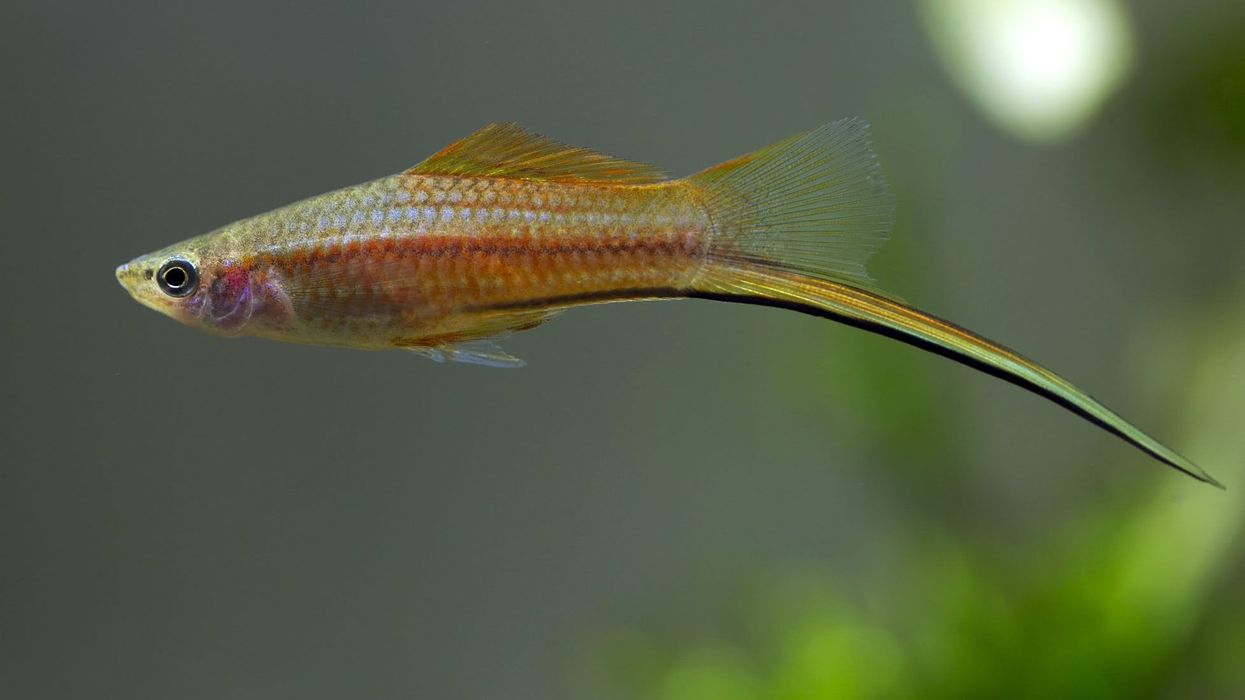 Green Swordtail facts about a fish primarily found in rivers, ponds, and streams from Mexico to Northwestern Honduras.