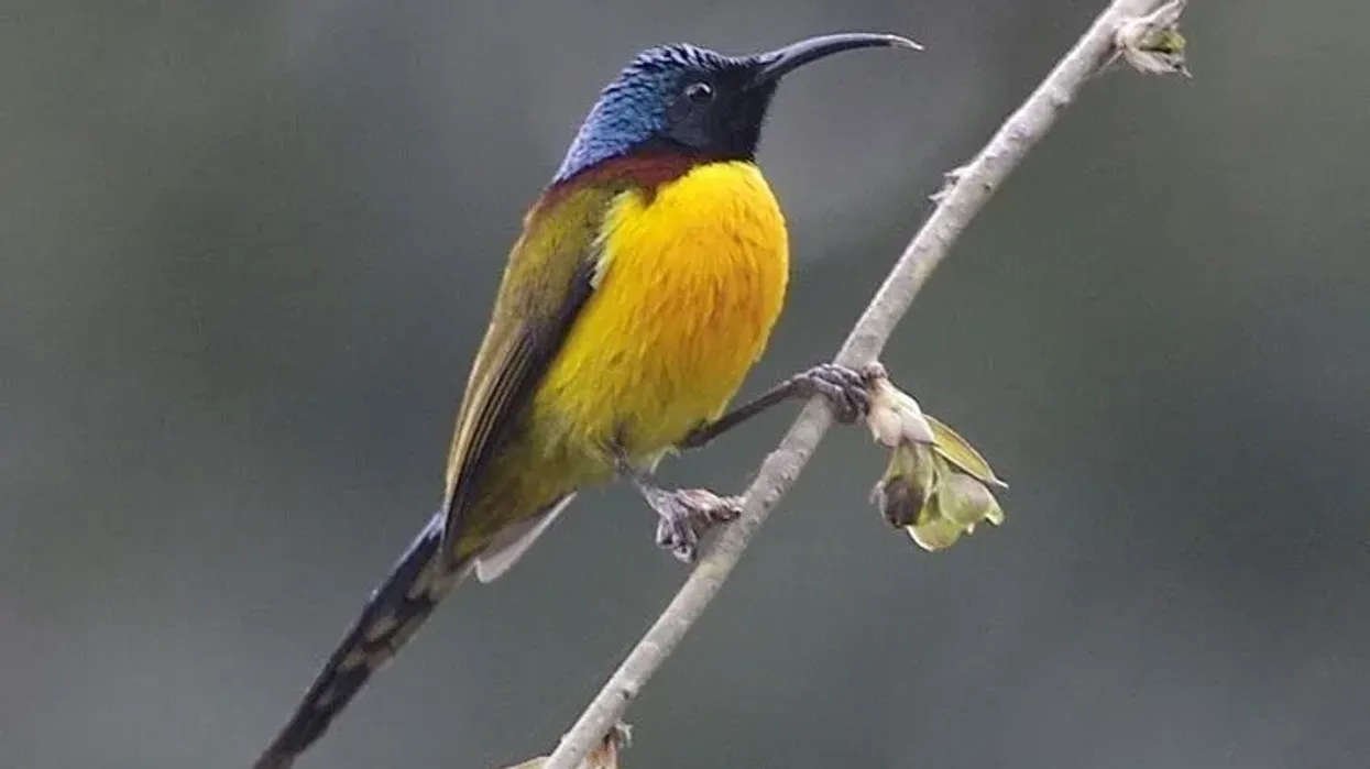 Green-tailed sunbird facts cover all the important information about this beautiful species.