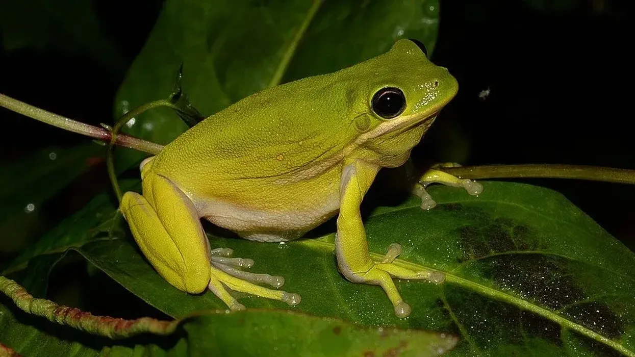 Green tree frog facts for discovering a little green pal.