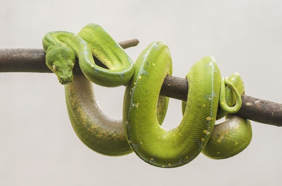 Green Tree Python coiled around tree branch
