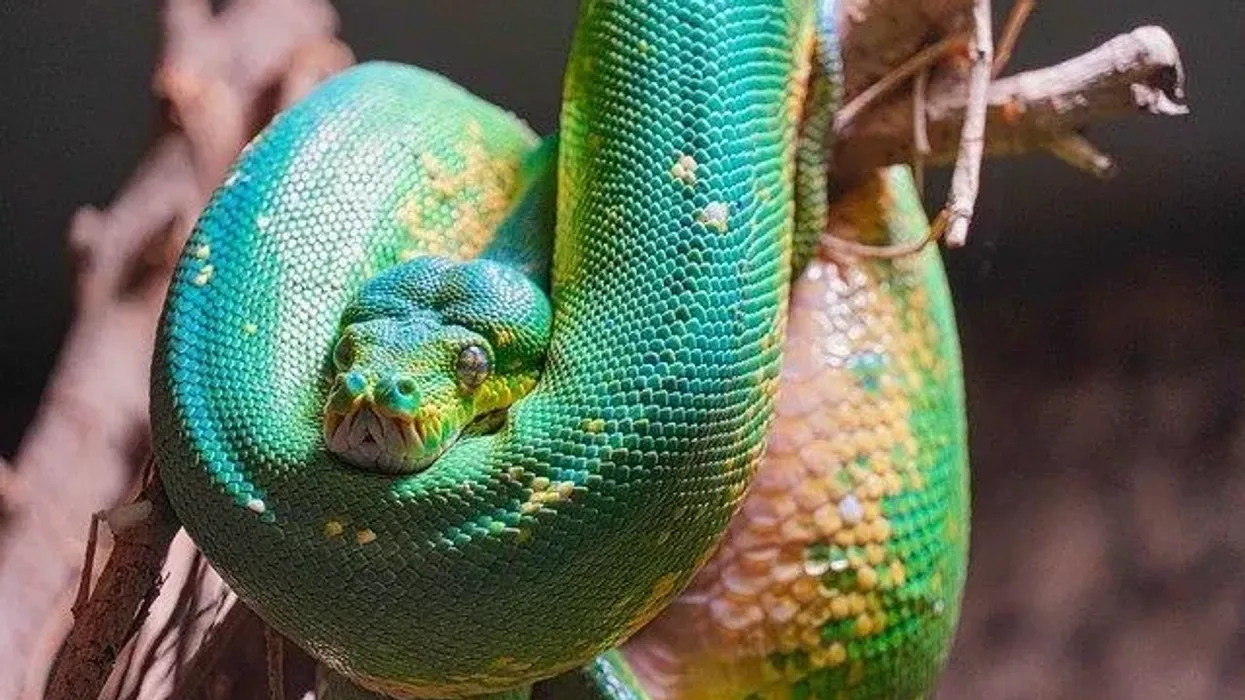 Green tree python facts and information are educational!