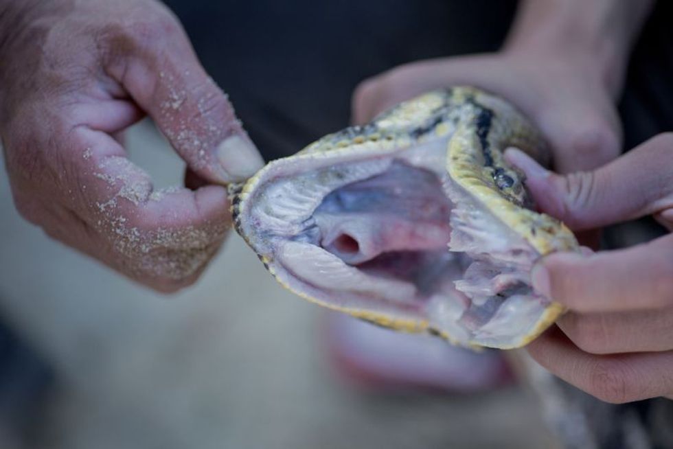 Green tree python teeth