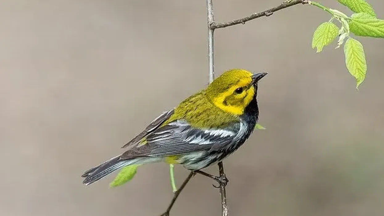 Green warbler facts are interesting to learn about.
