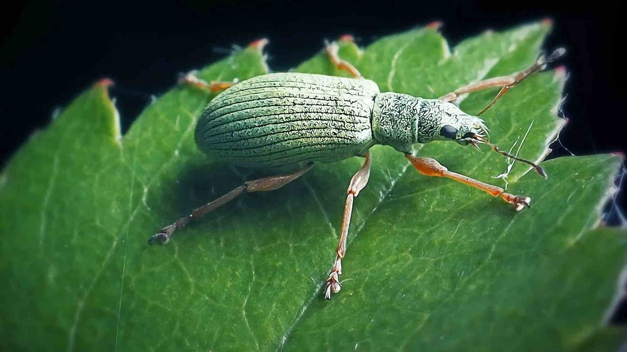 Green weevil facts are interesting and fascinating to read about.