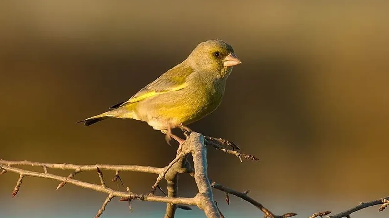 Greenfinch facts on birds widespread throughout Europe.